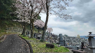 Thumbnail for 20587