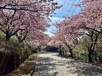 Photo from 2025/3/1