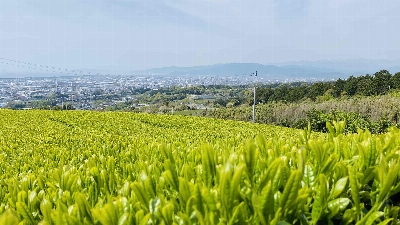 Thumbnail for 21780