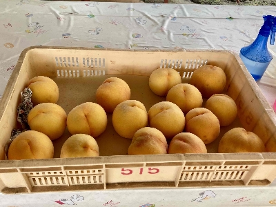 Photo from 2024/8/3