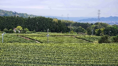 Thumbnail for 21423